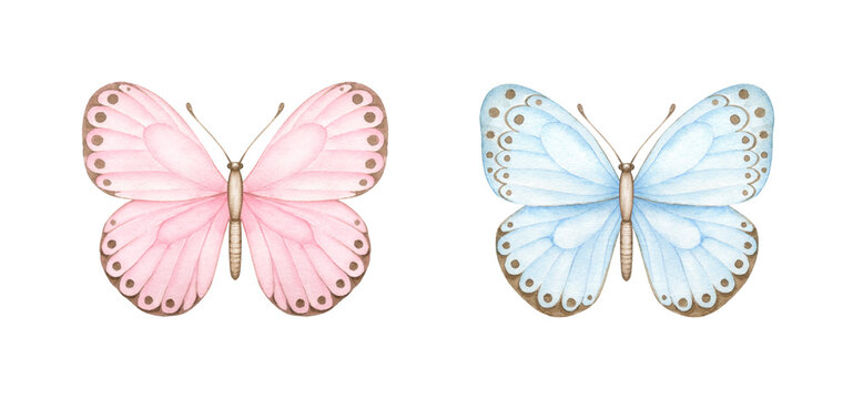 Pink and blue butterflies..Watercolor hand painted illustrations isolated on white background .