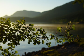 Zitterpappel Ast mit Blättern im Sonnenaufgang am Walchensee