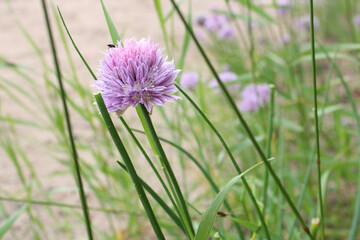 Fototapeta premium Purple Wildflower on Beach