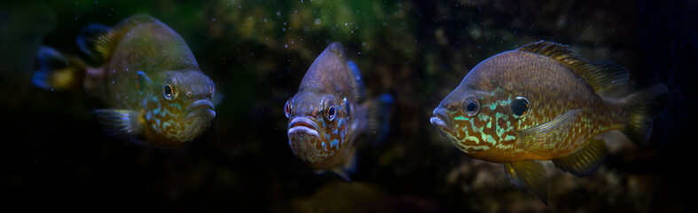 The pumpkinseed (Lepomis gibbosus)  North American Freshwater fish