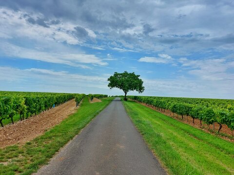vinegard in France