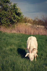 A large, white goat with long horns and long hair grazes in a juicy meadow. A juicy meadow, in a distant village, where a textured, white goat grazes.