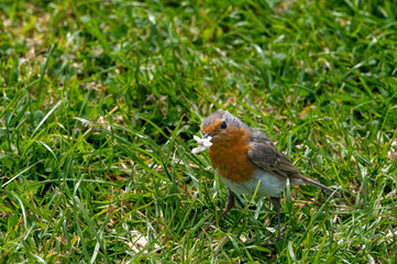 Robin with insect and bread in beak