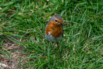 Robin with insect and bread in beak