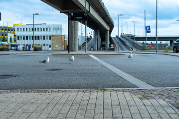 Three seagulls stand on the road at Aalborg bus terminal, Denmark.