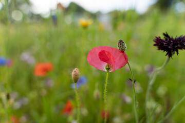 Spring poppies on a background of colorful flowers on the field