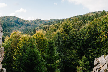View through the rocks into the forest. Summer landscape. Meadow with huge trees on top of the hillside near the peak of the mountain range.