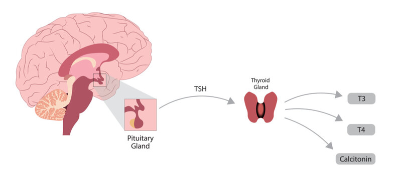 Thyroid Hormone Production diagram. Pituitary gland TSH production and stimulation of T3, T4 and calcitonin production 