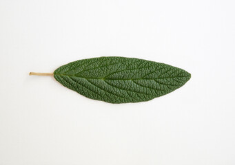 macro photo of a green leaf on a white background texture
