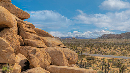 Panorama White puffy clouds Joshua trees on a dry land with pavement road in a national park