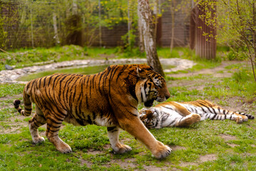 Bengal tiger. Chinese New Year 2022 simbol. Beautiful bengal tigers at zoo.
