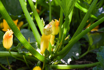 Bio Yellow zucchini growing in an eco garden.