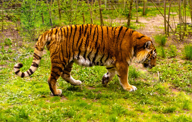 Bengal tiger. Chinese New Year 2022 simbol. Beautiful bengal tigers at zoo.