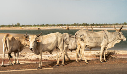 A herd of white African cows, Zebu, walks through the savannah, in front of the river, near sine saloum, Senegal, Africa