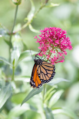 Striped Danaus plexippus monarch butterfly hangs below the bright pink flower bloom gathering pollen for nectar