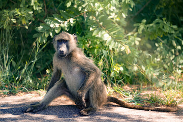 사파리의 원숭이