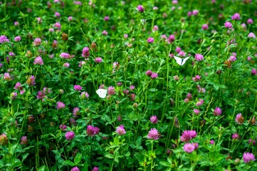 Fresh geeen field of blooming red clover.