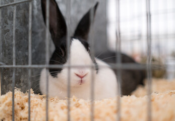 Rabbit in a cage © johannknox