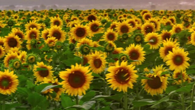  Close-up video of sunflowers. Sunflower field. Yellow flowers with seeds. Botany. Drone video 4k footage
