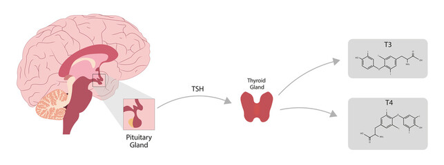 Thyroid Gland hormone secretion. T3 and T4 hormones.