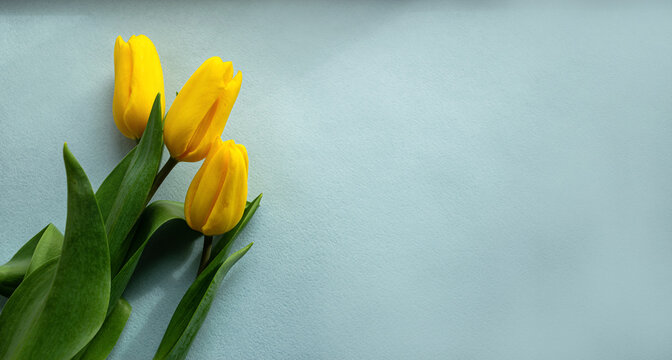Yellow tulip flowers on a light blue background with free space for your inscription. View from above. Conceptual image.
