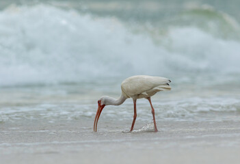 A white ibis feeds in the evening surf in the gulf of mexio on a florida beach. 