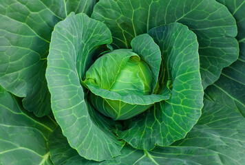 Fototapeta premium cabbage in the garden, natural background