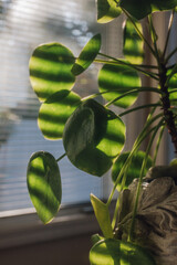 Pilea peperomioides, the Chinese money plant, UFO plant, pancake plant or missionary plant, is a...