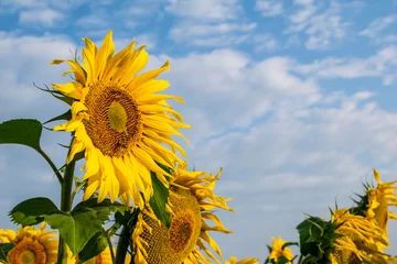Rolgordijnen blooming sunflowers against the sky © Remigiusz