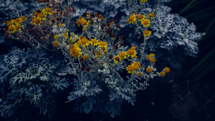 Fototapeta na wymiar plantas amarillas en un cielo nublado 