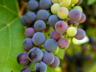 Grape. Grapes in the garden.Ripe grapes.