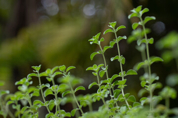 thyme in garden #2