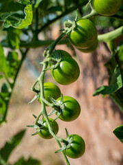 Green young tomatoes on a bush. Small green tomatoes.