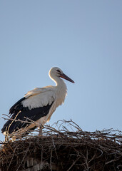 European White stork  Ciconia Ciconia is the symbol of bird migration