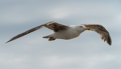 seagull flying in the sky