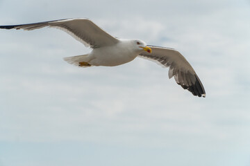 Naklejka premium seagull in flight