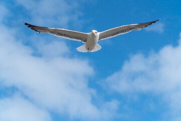 seagull in flight