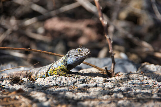 รูปภาพDawna เลือกดูภาพถ่ายสต็อก เวกเตอร์ และวิดีโอ591 Adobe Stock