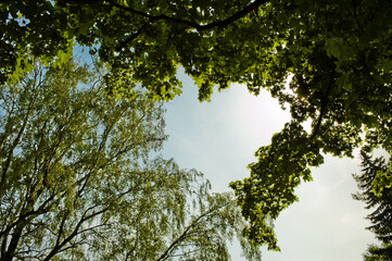 blue sky and trees, bottom view