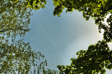 Fototapeta premium blue sky and trees, bottom view