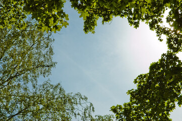 blue sky and trees, bottom view