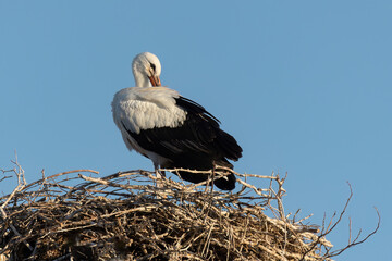 European White stork  Ciconia Ciconia is the symbol of bird migration