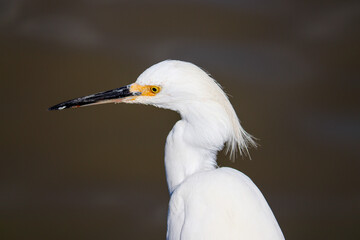 Beautiful Snowy egret on the banks of the river in Tramandaí in Rio Grande do Sul, Brazil.
