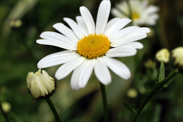 Daisy in the Grass