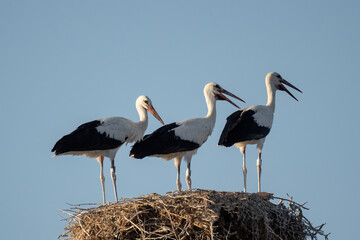 European White stork  Ciconia Ciconia is the symbol of bird migration