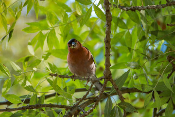 Bird in a tree. Common chaffinch in a tree