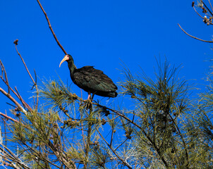 Photograph of a beautiful Bare-faced ibis, found in Lago da Fonte in Imbé in Rio Grande do Sul, Brazil.	