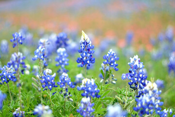 Obraz premium Texas Bluebonnets
