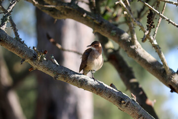 Photograph of a beautiful Rufous hornero, found in Lago da Fonte in Imbé in Rio Grande do Sul, Brazil.