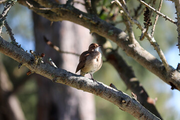 Photograph of a beautiful Rufous hornero, found in Lago da Fonte in Imbé in Rio Grande do Sul, Brazil.	
